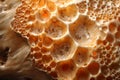 Close-up view of organic porous structure in natural light macro nature wallpaper background