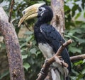 Close-up view of an Oriental Pied Hornbill