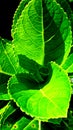 Close-up view of ornamental plant leaves with green and fresh