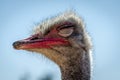 Close up View of a Ostrich Head with Eyes Closed on A Sunny Day in a Farm in Patra City, Greece. Big Bird with Long Neck Royalty Free Stock Photo