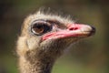 Close up view of an Ostrich on nice blurred background. Royalty Free Stock Photo