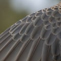 Close-up view of overlapping bird feathers, Royalty Free Stock Photo