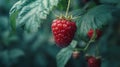 Close-up view of an overripe raspberry hanging from a lush green bush