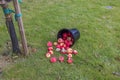 Close-up view of overturned bucket of apples on green lawn under apple tree in orchard. Royalty Free Stock Photo