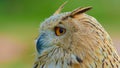 Close-up view of an owl looking into the forest Royalty Free Stock Photo