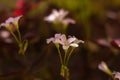 Close-up view of Oxalis barrelieri plant bulbs