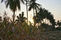 A close-up view of paddy crop in Indian agriculture field Royalty Free Stock Photo