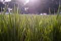 Close up view of paddy crops and dew droplets