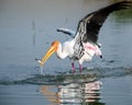 Close up view of Painted stork fishing in waters of Bhigwan Pune
