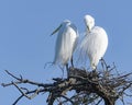 Pair of Great Egrets in the Beginnings of their Nest