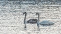 Close-up view of a pair of mute swans on winter city river at sunset. One swan is brown, the second is white Royalty Free Stock Photo