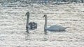 Close-up view of a pair of mute swans on winter city river at sunset. One swan is brown, the second is white. Royalty Free Stock Photo