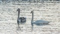 Close-up view of a pair of mute swans on winter city river at sunset. One swan is brown, the second is white. Royalty Free Stock Photo