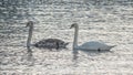 Close-up view of a pair of mute swans on winter city river at sunset. One swan is brown, the second is white. Royalty Free Stock Photo