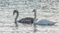 Close-up view of a pair of mute swans on winter city river at sunset. One swan is brown, the second is white. Royalty Free Stock Photo