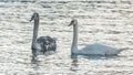 Close-up view of a pair of mute swans on winter city river at sunset. One swan is brown, the second is white. Royalty Free Stock Photo