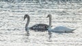 Close-up view of a pair of mute swans on winter city river at sunset. One swan is brown, the second is white.