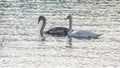 Close-up view of a pair of mute swans on winter city river at sunset. One swan is brown, the second is white. Royalty Free Stock Photo