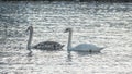 Close-up view of a pair of mute swans on winter city river at sunset. One swan is brown, the second is white.