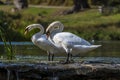 A close up view of a pair of swans on a weir on the River Lin in Bradgate Park, Leicestershire, UK