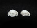 A pair of Venus clam shells