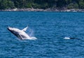 A close up view of a pair of young Humpback Whales breaching in Auke Bay on the outskirts of Juneau, Alaska