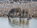 A close up view of a pair of Zebras drinking at a waterhole in the Etosha National Park in Namibia