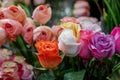 Close-up pastel tone of pink, white, orange, yellow and purple blooming bouquet of roses. Royalty Free Stock Photo