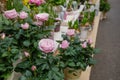 White and pink blooming roses plant at florist. Royalty Free Stock Photo