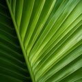 Close Up View Of Palm Leaf: Organic Contours And Lush Scenery