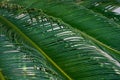 Decorative palm leaf for background of Cycas revoluta also called sago palm Royalty Free Stock Photo