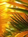 Close up view of a palm tree with bright yellow leaves Royalty Free Stock Photo