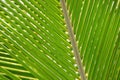 Close-up view of a palm tree leaf Royalty Free Stock Photo