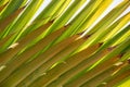 Close up view of palm tree leaves back lit Royalty Free Stock Photo
