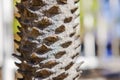 Close up view of palm tree trunk texture with sharp thorns and natural pattern. Royalty Free Stock Photo