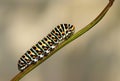 The butterfly caterpillar of Old world swallowtail butterfly , Papilio machaon larva
