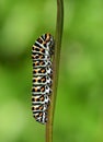 The larva of Old world swallowtail butterfly , Papilio machaon