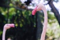 Close up Beautiful pink flamingo bird with green natural blurred background at the zoo in thailand Royalty Free Stock Photo