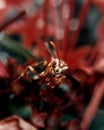 Close up view of a passion fruit wasp