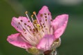 Peach blossom flower