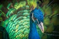 Close-up view on peacock bird with beautiful green tail. Royalty Free Stock Photo