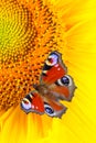 Peacock butterfly Aglais io feeding on sunflowers macro, vertical orientation Royalty Free Stock Photo