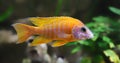 Close-up view of a Peacock cichlid (Aulonocara sp.)