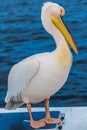 A close up view of a Pelican on the deck of a boat in Walvis Bay, Namibia Royalty Free Stock Photo