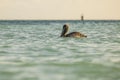 Close up view of pelican swimming in turquoise waters of Atlantic Ocean. Caribbean. Royalty Free Stock Photo