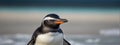 Close up view of a penguin, panorama, banner with copy space Royalty Free Stock Photo