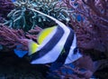 Close-up view of a Pennant coralfish