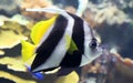 Close-up view of a Pennant coralfish