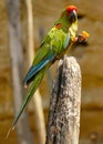 Perched green Macaw Parrot Eating