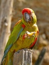 Perched green Macaw Parrot Eating